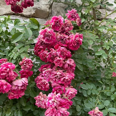 Luigi 招待所 Gjirokastër