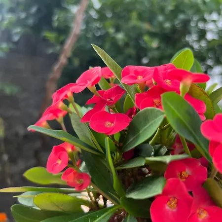 Luigi Гостевой дом Гирокастра