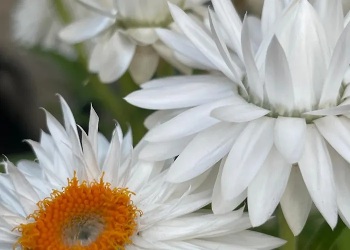 Luigi Гирокастра