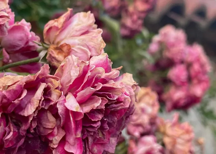 Luigi 3* Гирокастра