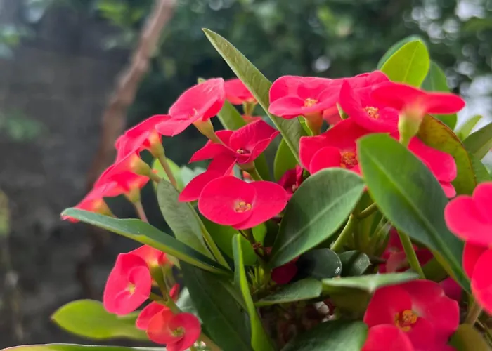 Luigi Гостевой дом Гирокастра